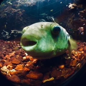 Meet your Posher, Emmie